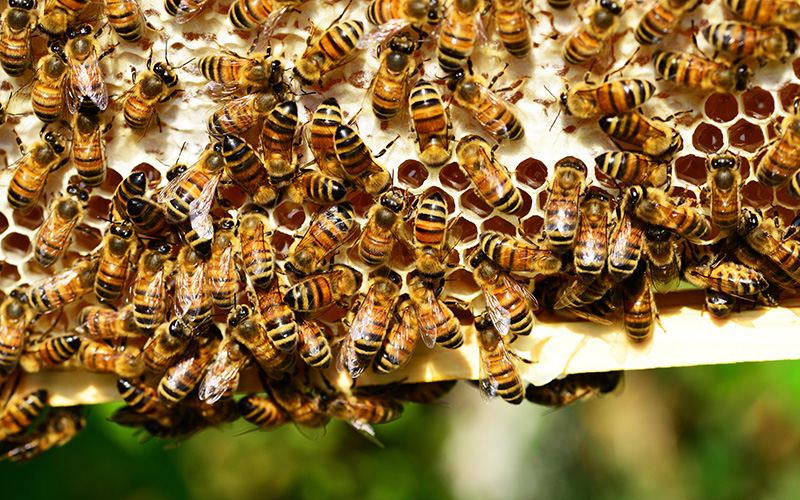 Is That a Honey Bee Hive Around Your Home?